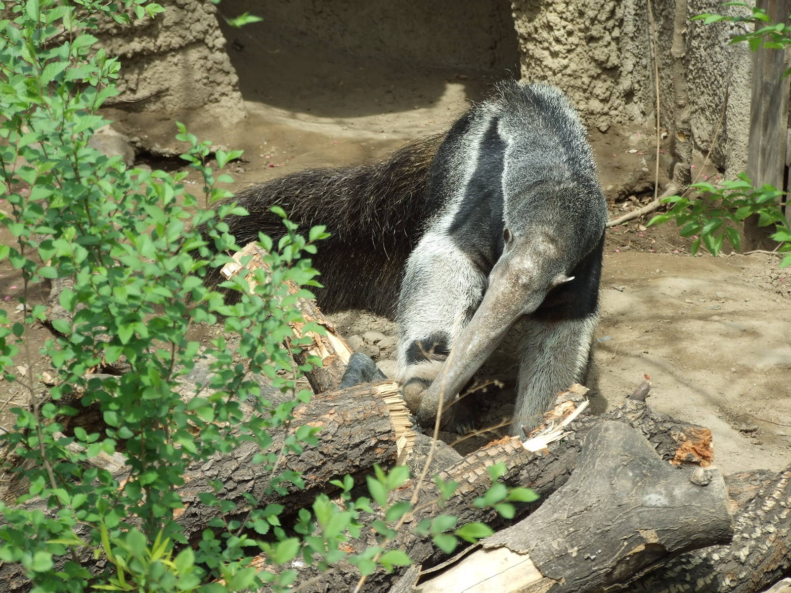 Giant anteater (Myrmecophaga tridactyla)