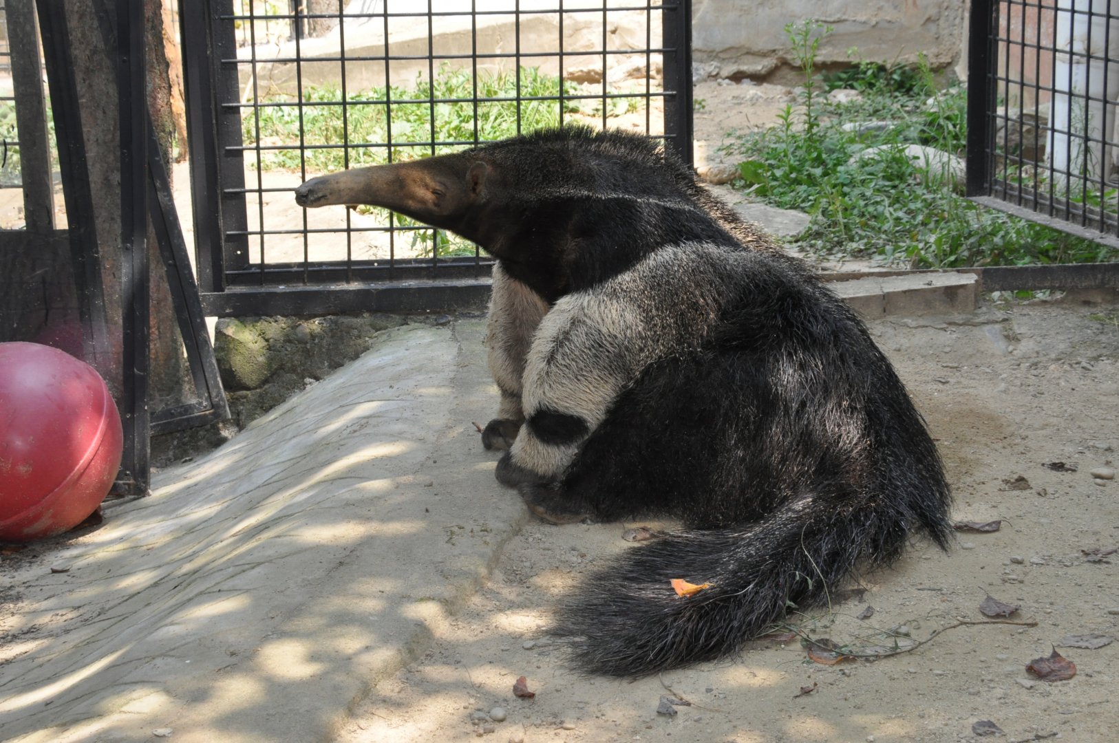 Giant anteater / Myrmecophaga tridactyla