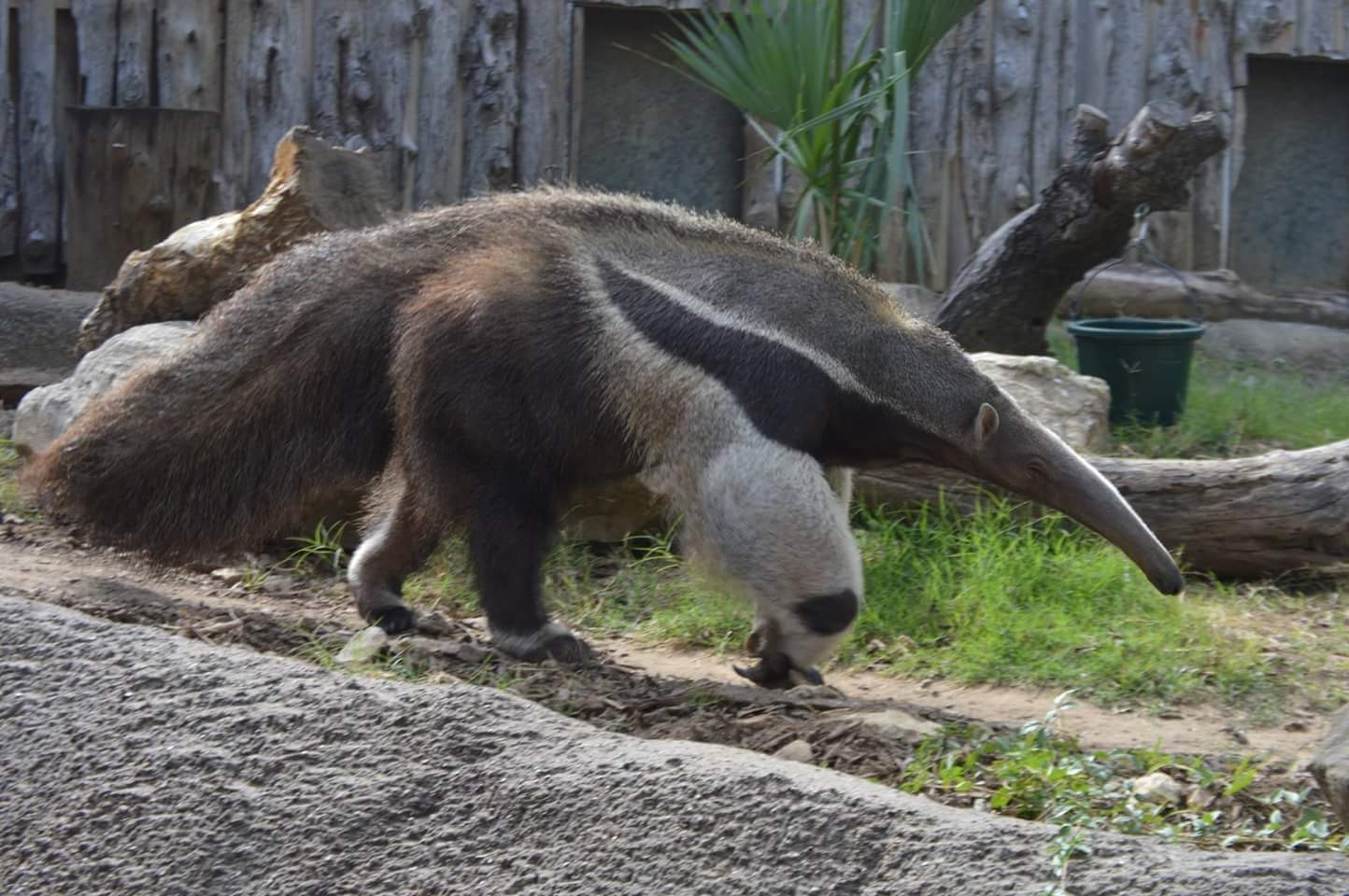 Giant Anteater (Myrmecophaga tridactyla)