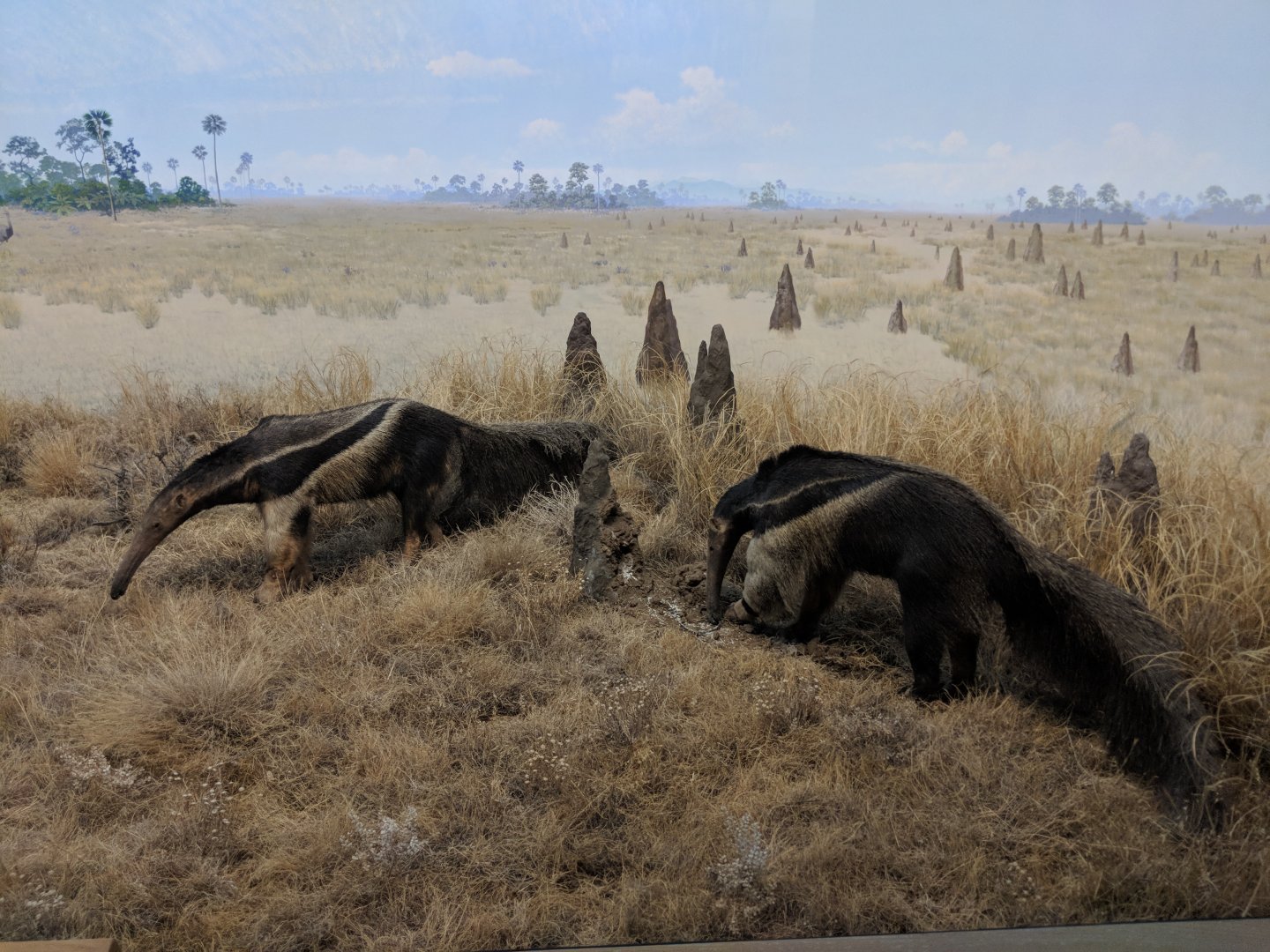 Giant anteater (Myrmecophaga tridactyla)
