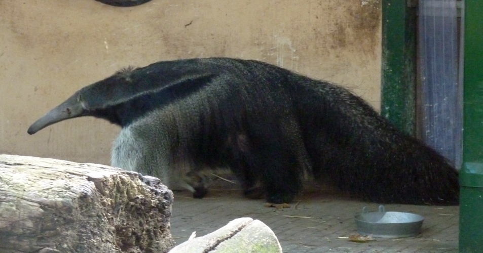 Giant anteater (Myrmecophaga tridactyla)