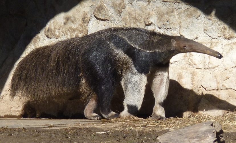 Giant anteater (Myrmecophaga tridactyla)
