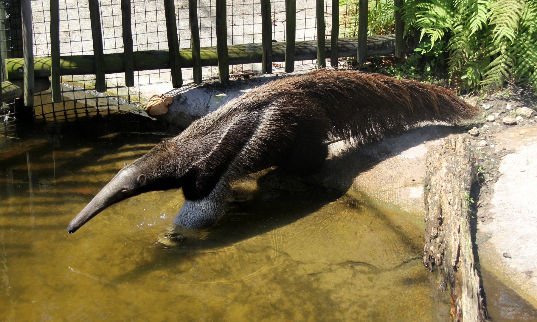giant anteater (Myrmecophaga tridactyla)