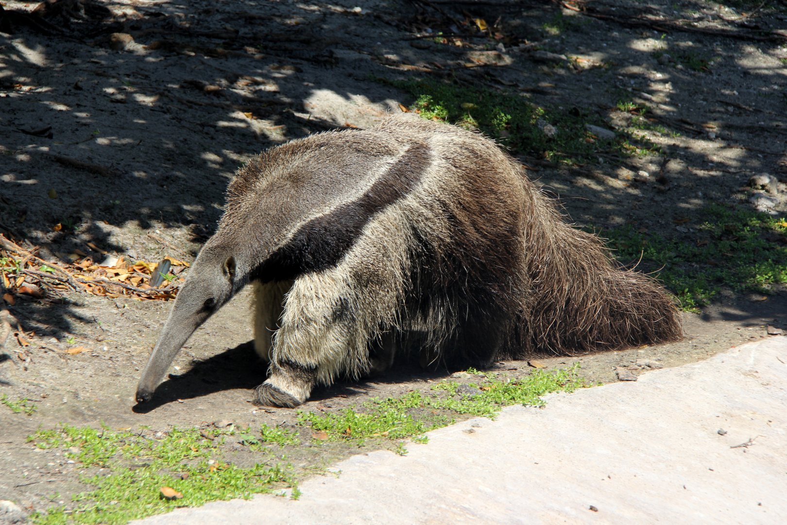 giant anteater (Myrmecophaga tridactyla)