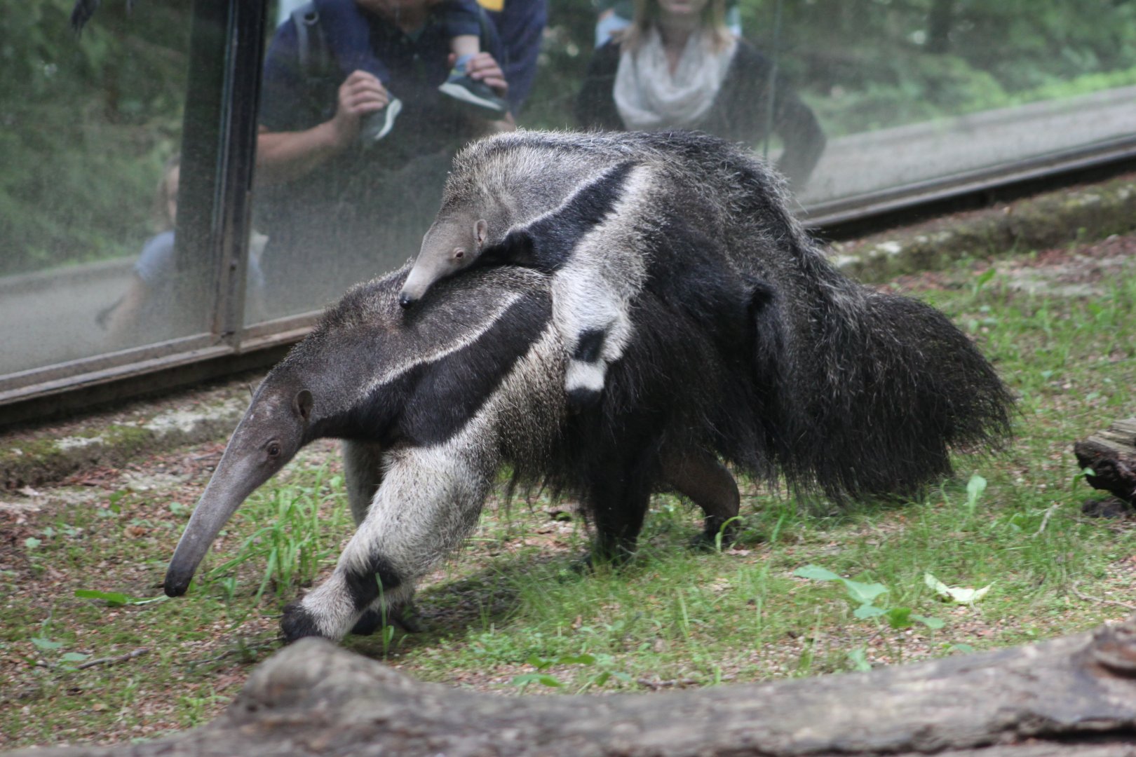 Giant anteater (Myrmecophaga tridactyla)
