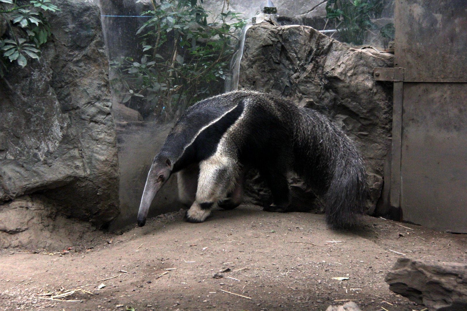 giant anteater (Myrmecophaga tridactyla)
