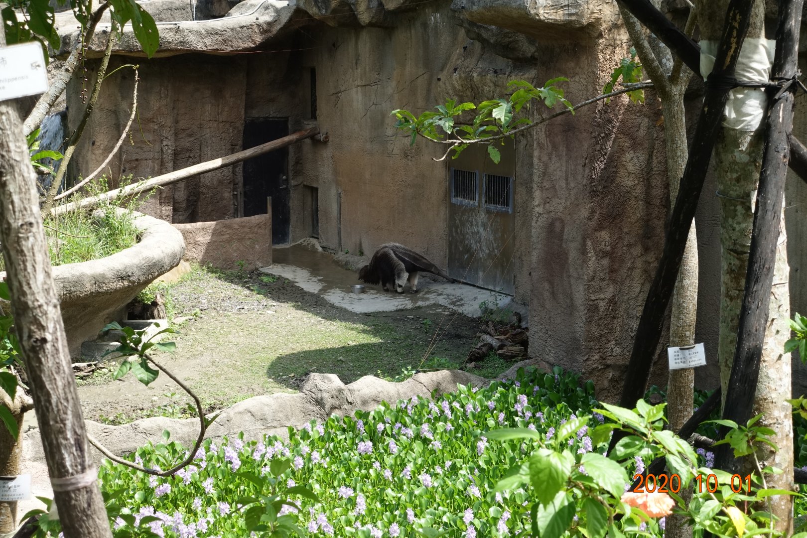 Giant Anteater (Myrmecophaga tridactyla)