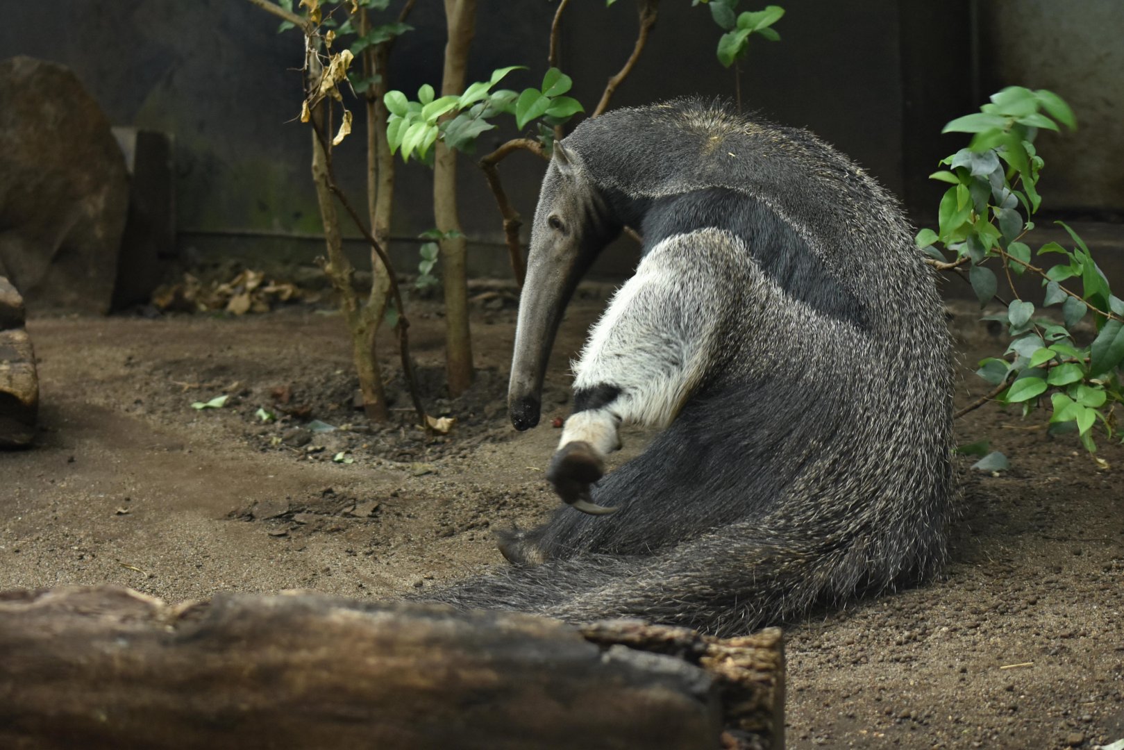 Giant anteater (Myrmecophaga tridactyla)