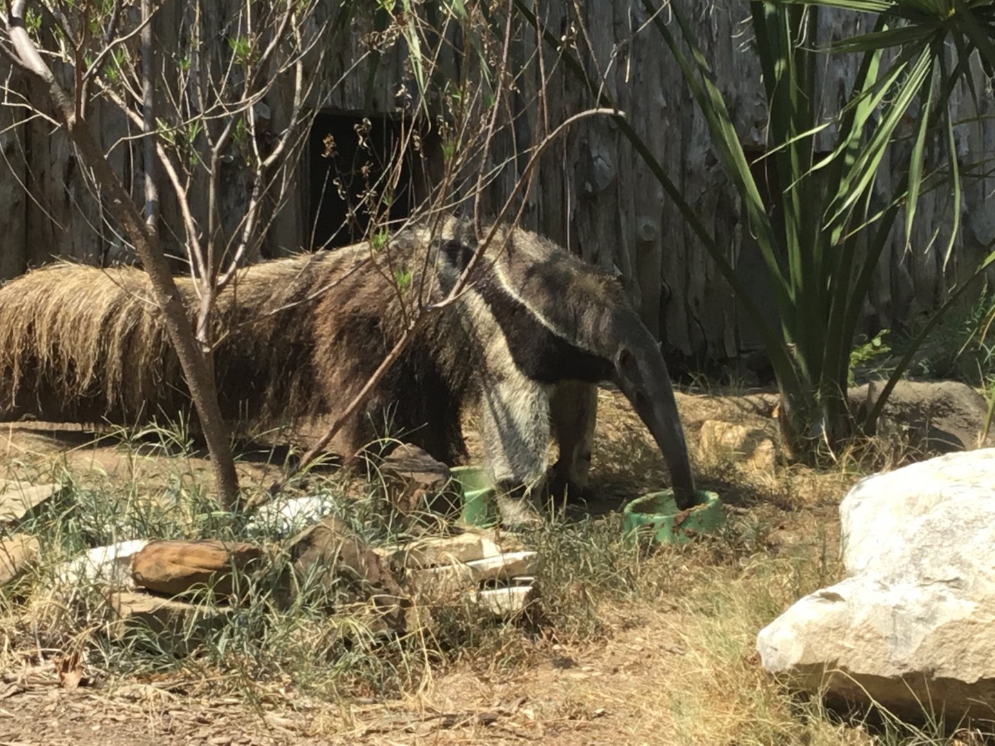 Giant Anteater (Myrmecophaga Tridactyla)