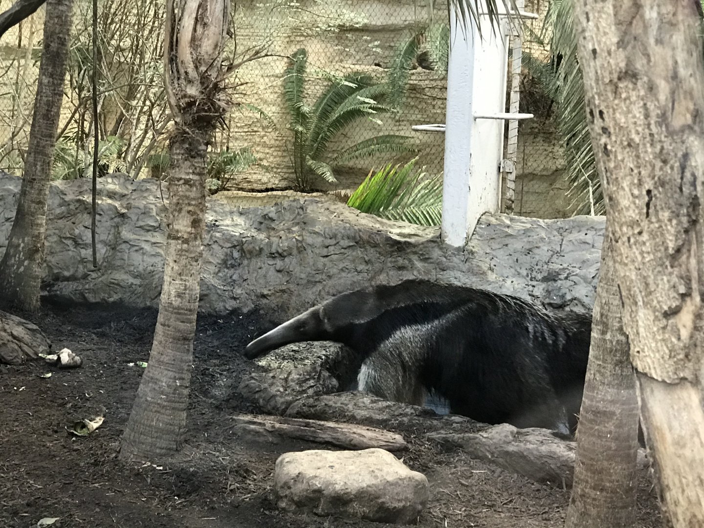 Giant Anteater (Myrmecophaga tridactyla)