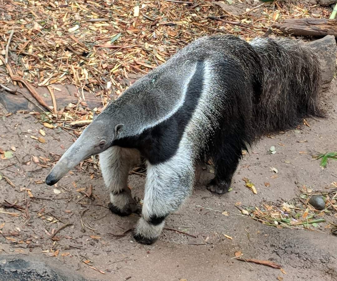 Giant anteater (Myrmecophaga tridactyla)