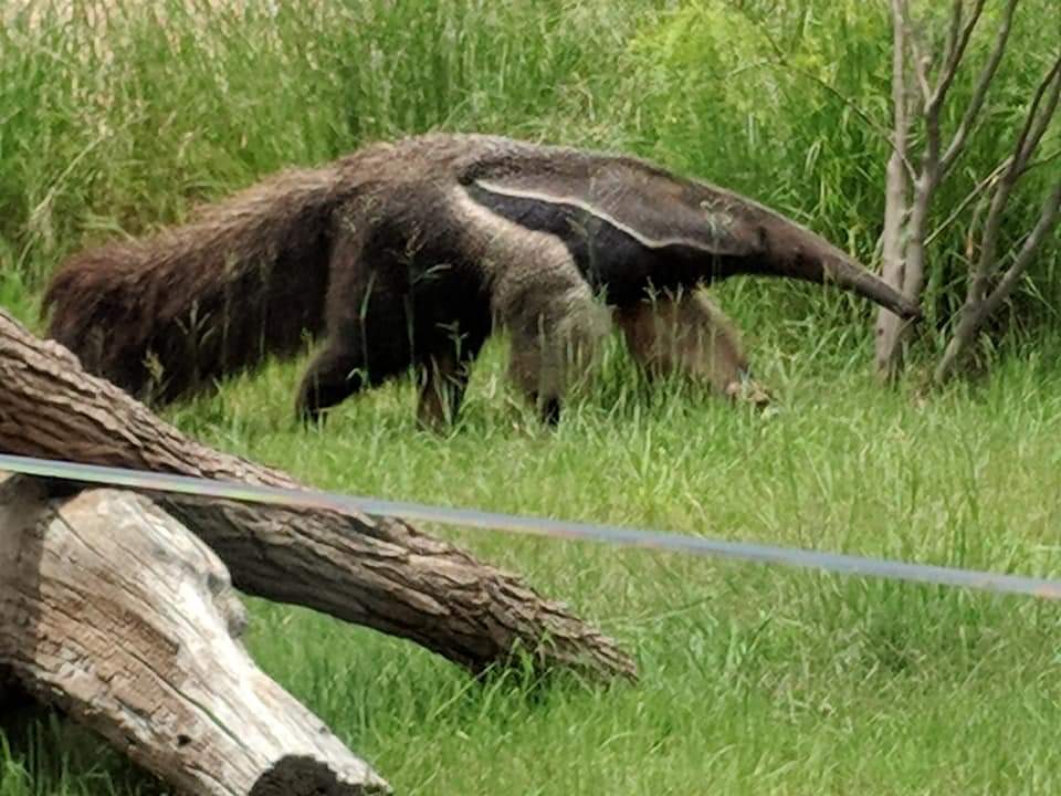 Giant anteater (Myrmecophaga tridactyla)