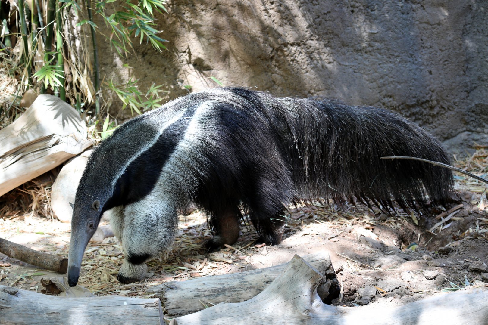 giant anteater (Myrmecophaga tridactyla)