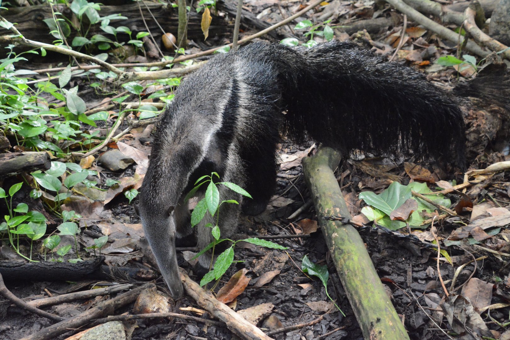 Giant anteater (Myrmecophaga tridactyla)
