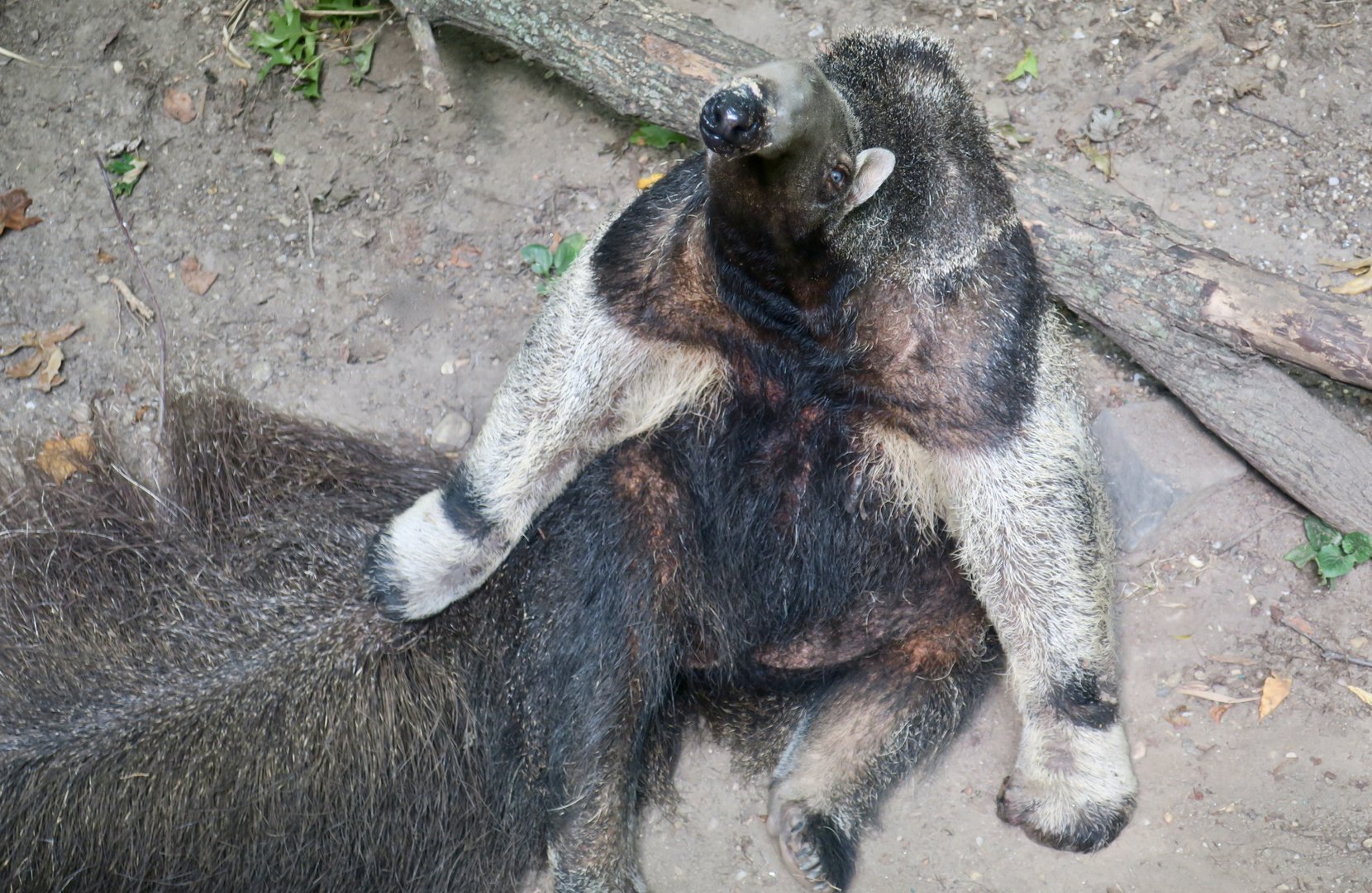 Giant Anteater (Myrmecophaga tridactyla)