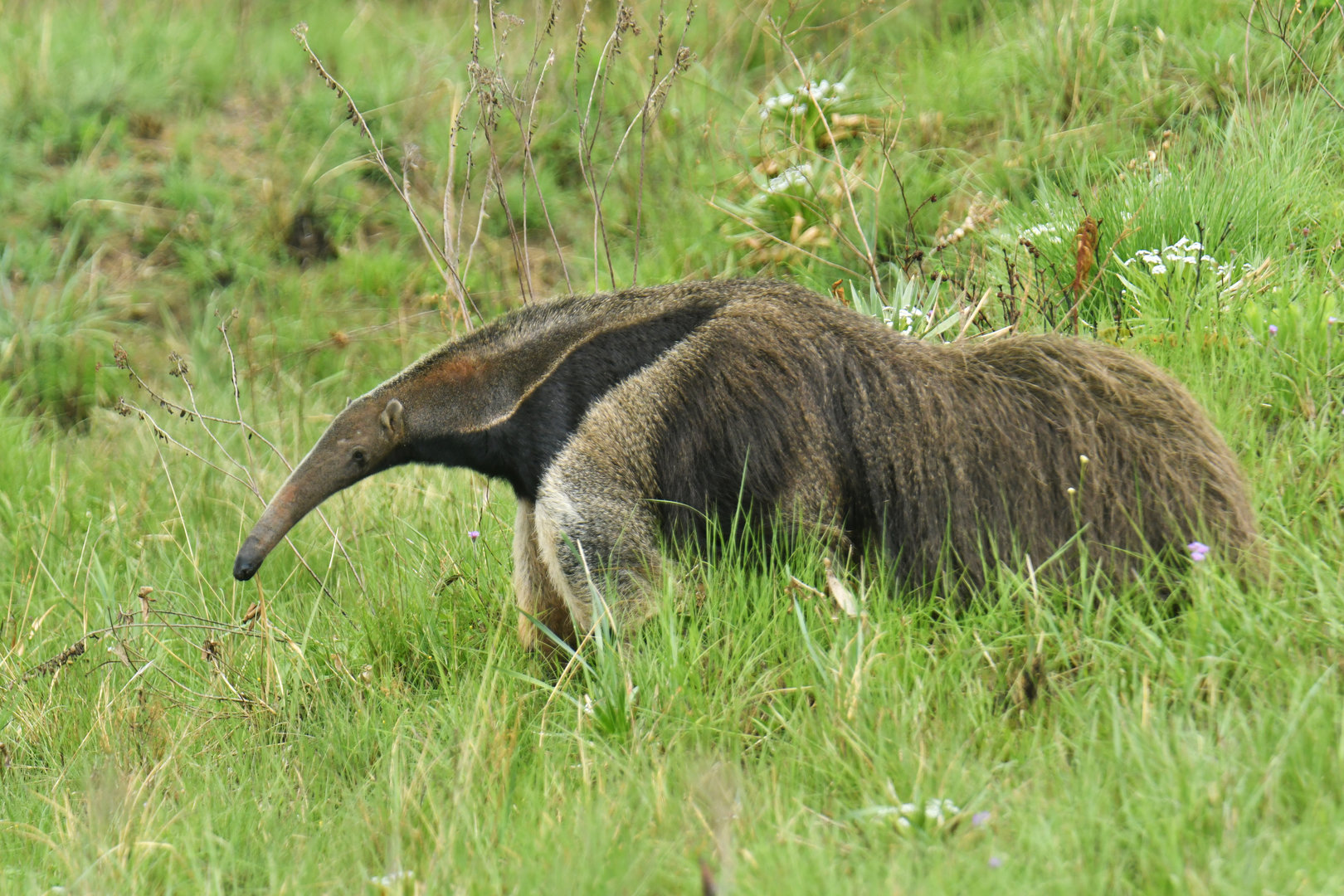 Giant anteater (Myrmecophaga tridactyla)