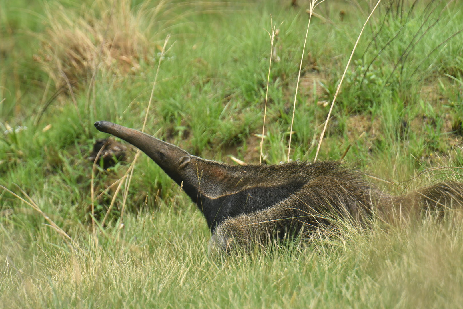 Giant anteater (Myrmecophaga tridactyla)