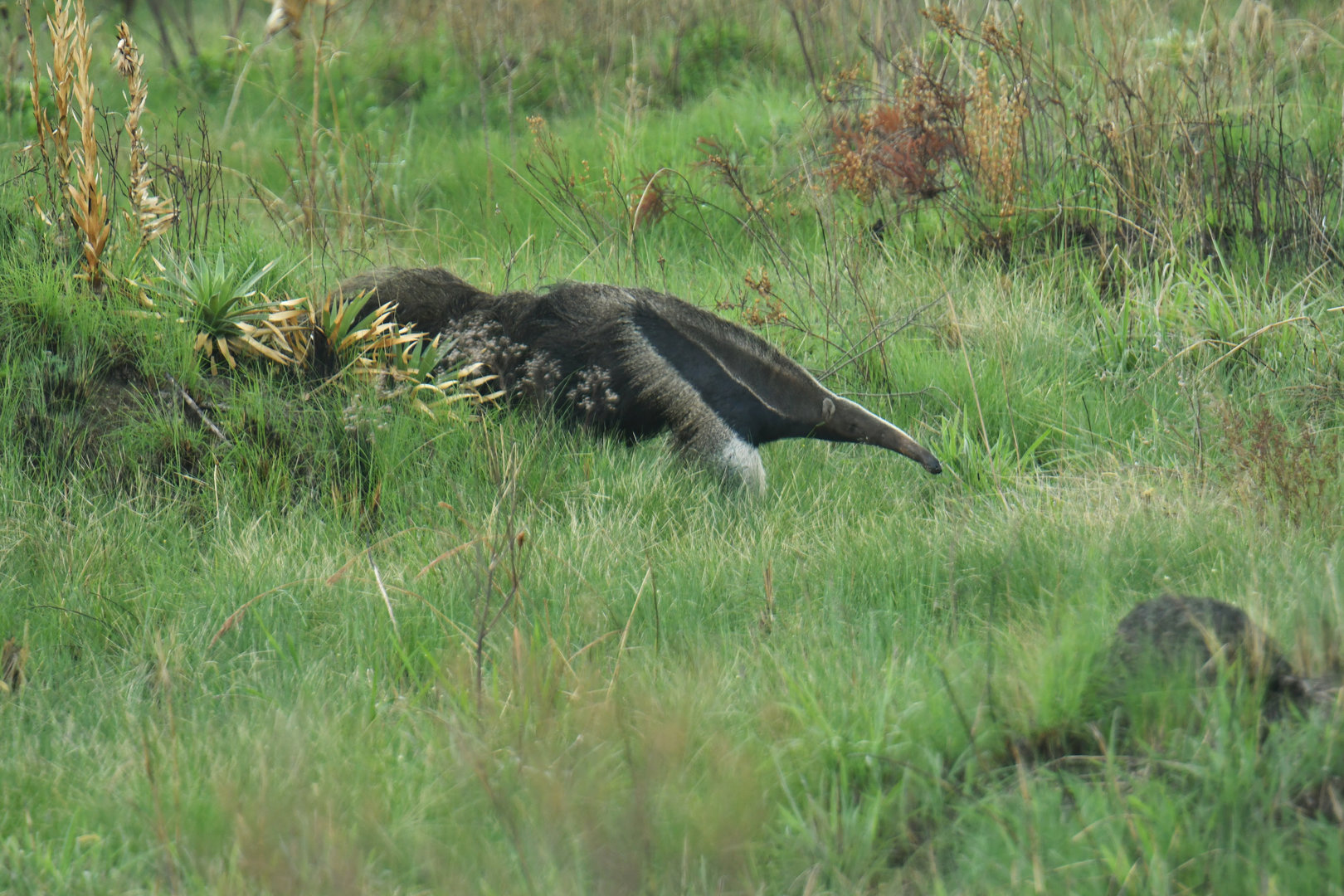 Giant anteater (Myrmecophaga tridactyla)