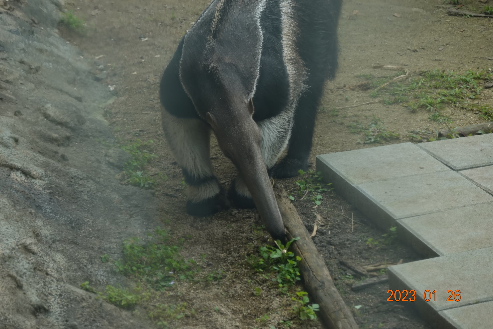 Giant Anteater (Myrmecophaga tridactyla)