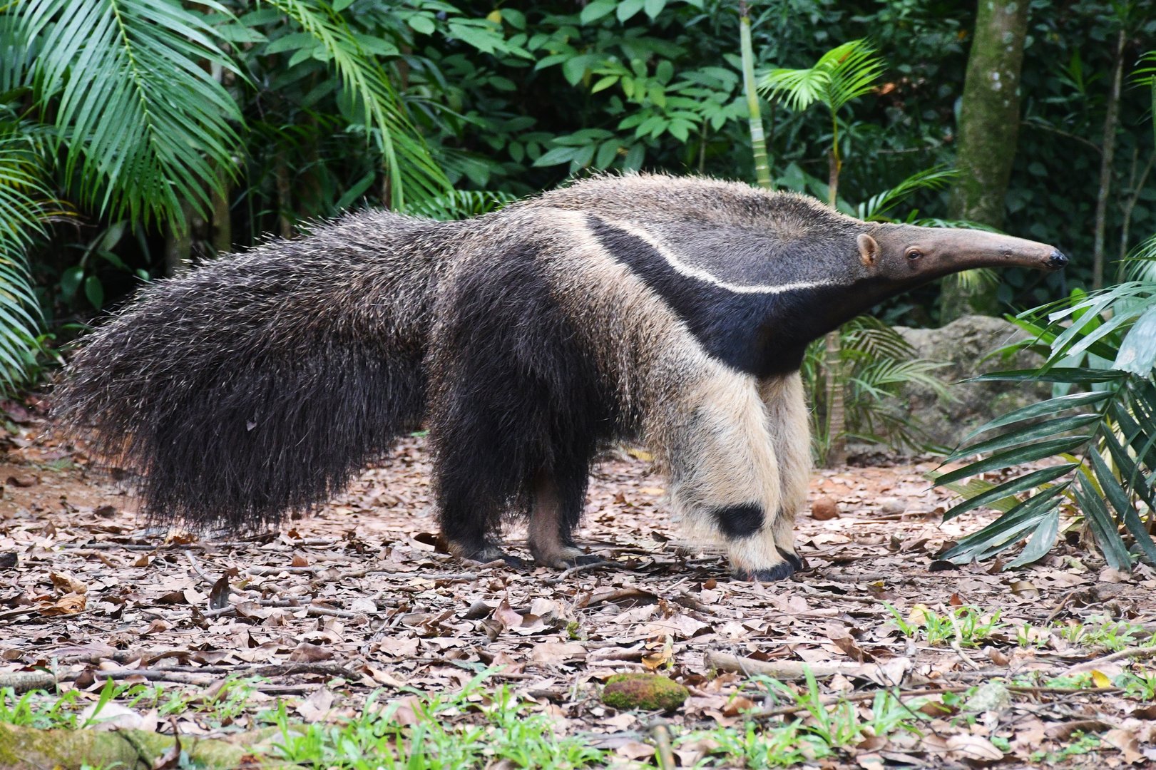 Giant Anteater (Myrmecophaga tridactyla)