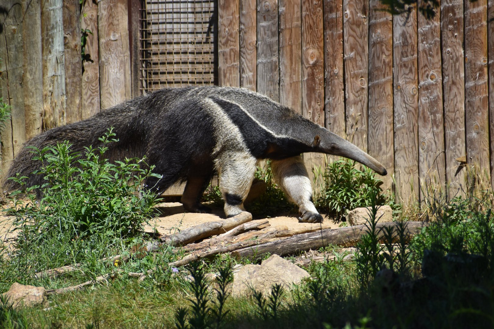 Giant anteater (Myrmecophaga tridactyla)