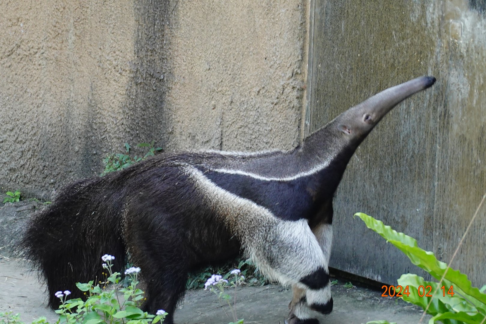 Giant Anteater (Myrmecophaga tridactyla)