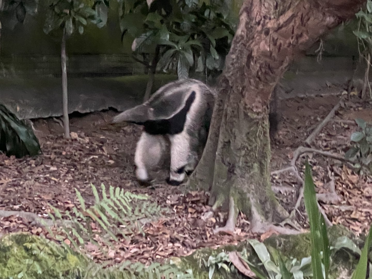Giant Anteater (Myrmecophaga tridactyla)