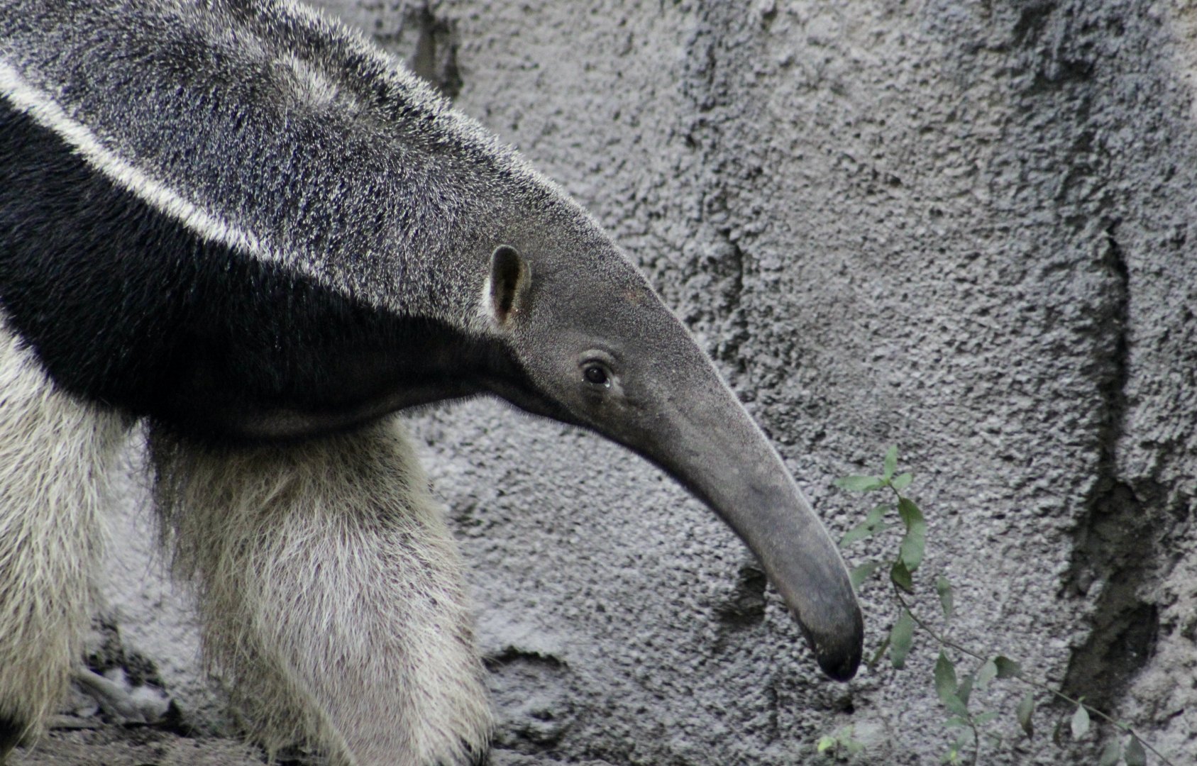 Giant Anteater (Myrmecophaga tridactyla)