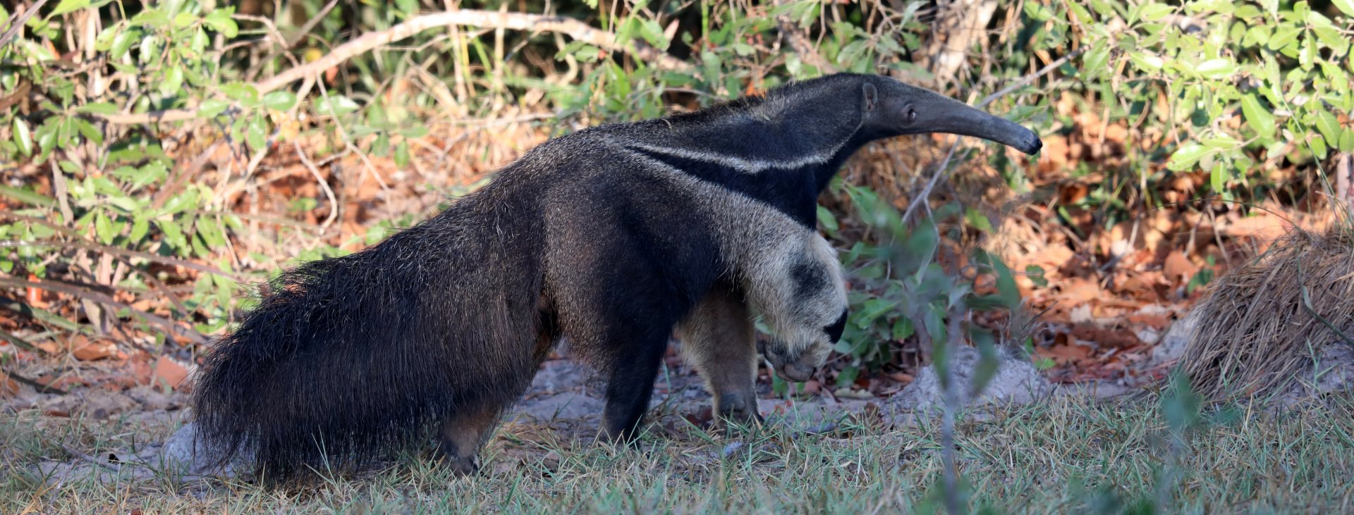 giant anteater (Myrmecophaga tridactyla)