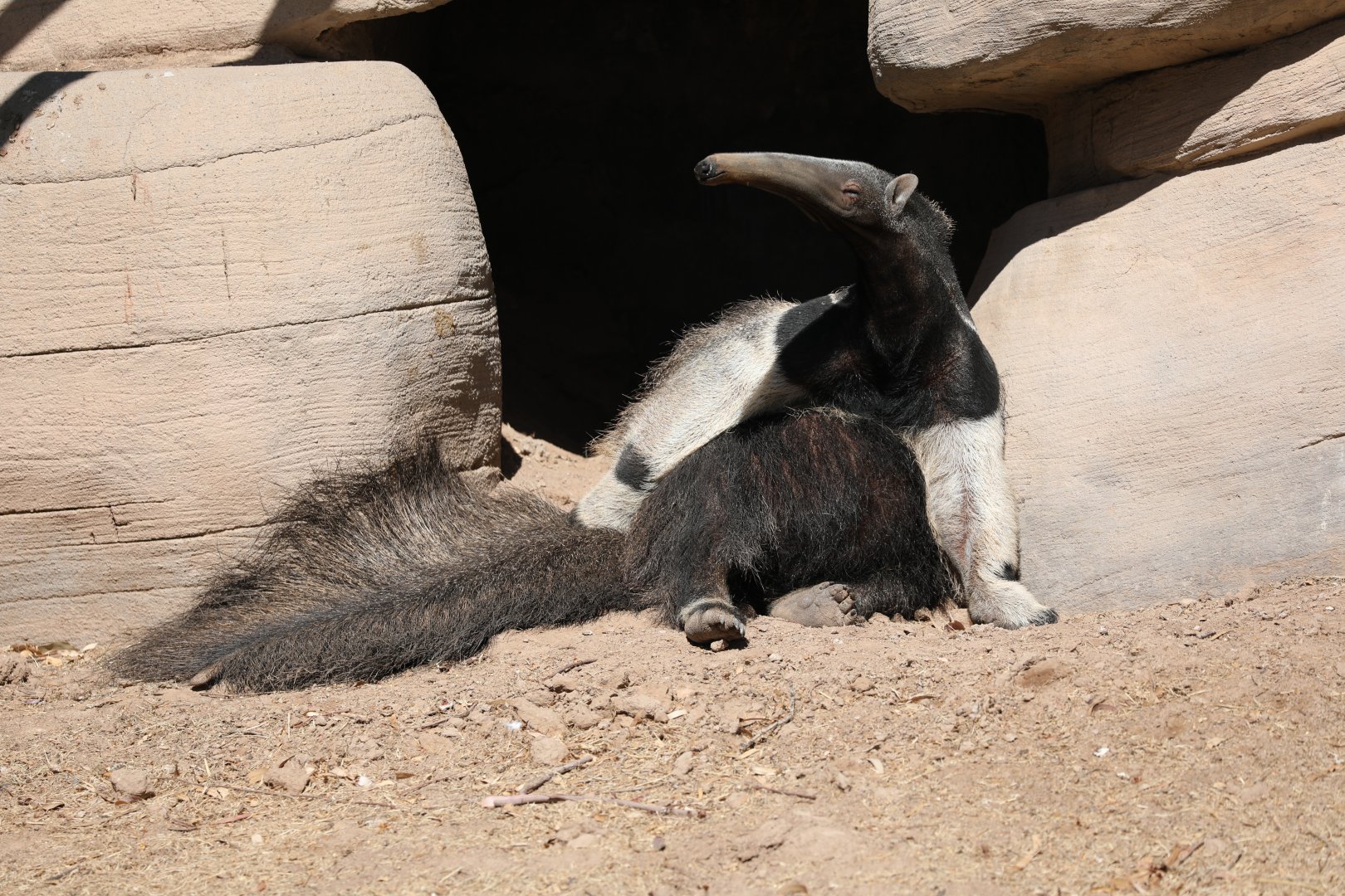 giant anteater (Myrmecophaga tridactyla)