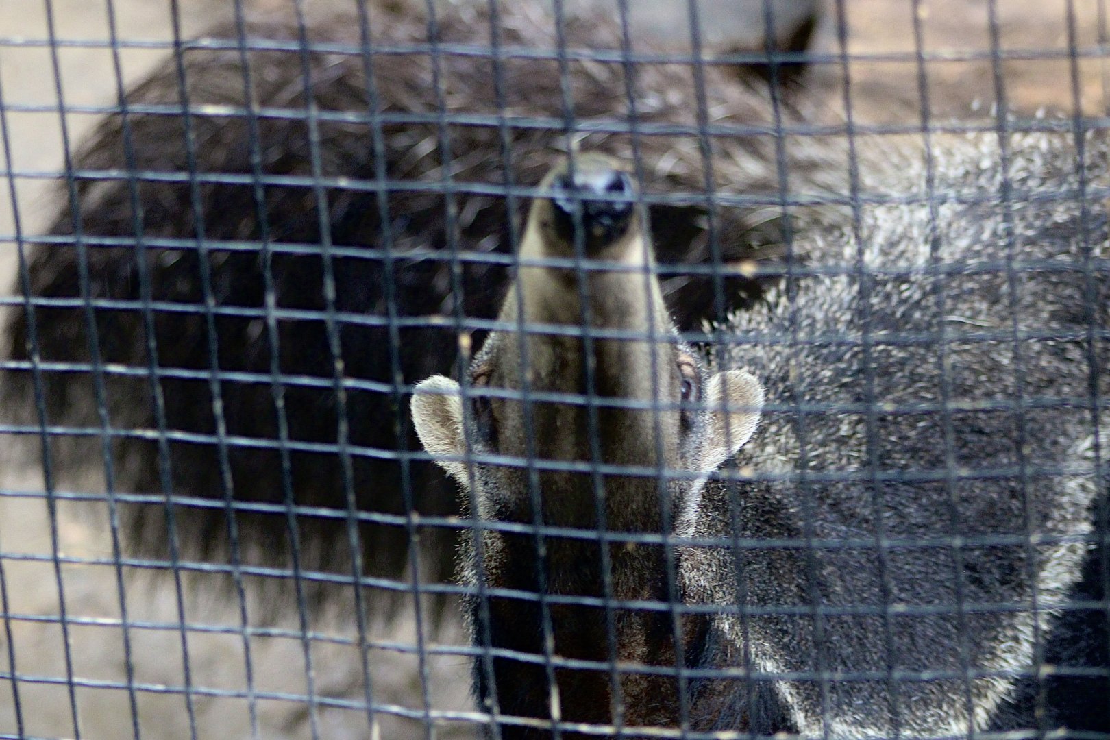 Giant Anteater (Myrmecophaga tridactyla)