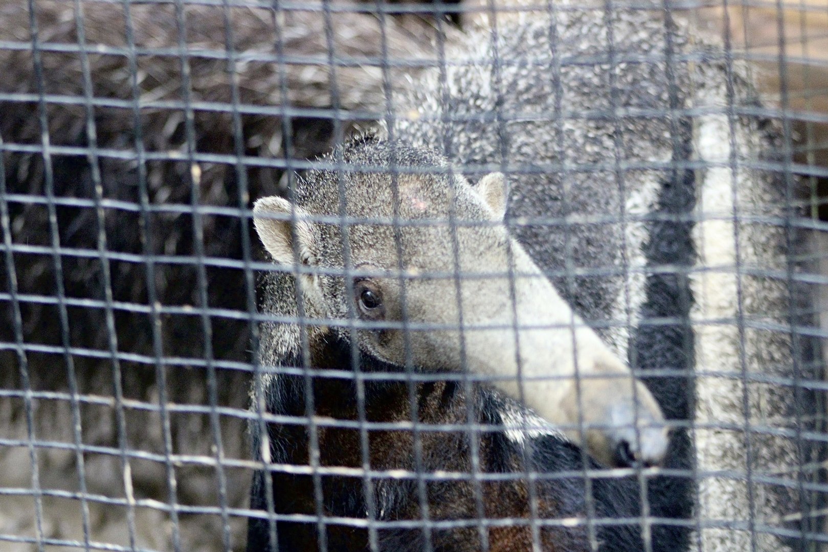 Giant Anteater (Myrmecophaga tridactyla)