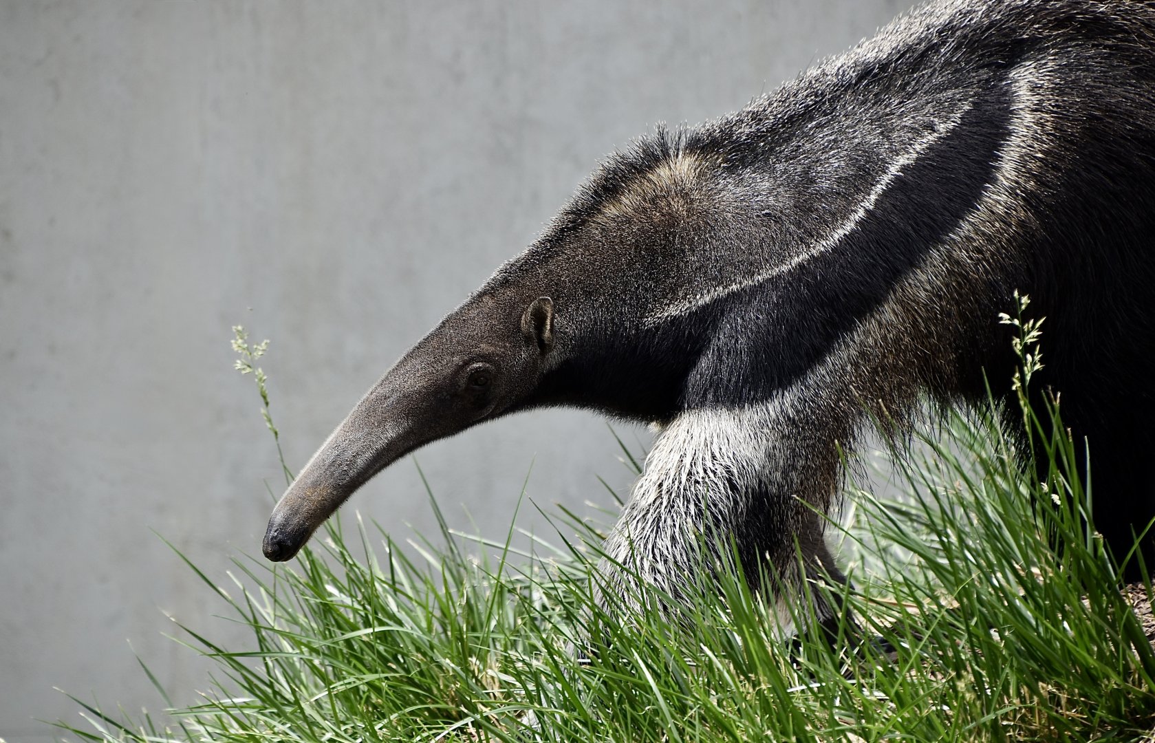 Giant Anteater (Myrmecophaga tridactyla)