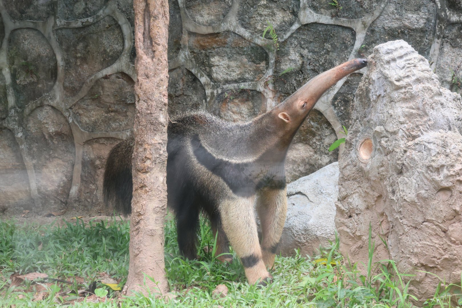 Giant anteater (Myrmecophaga tridactyla)