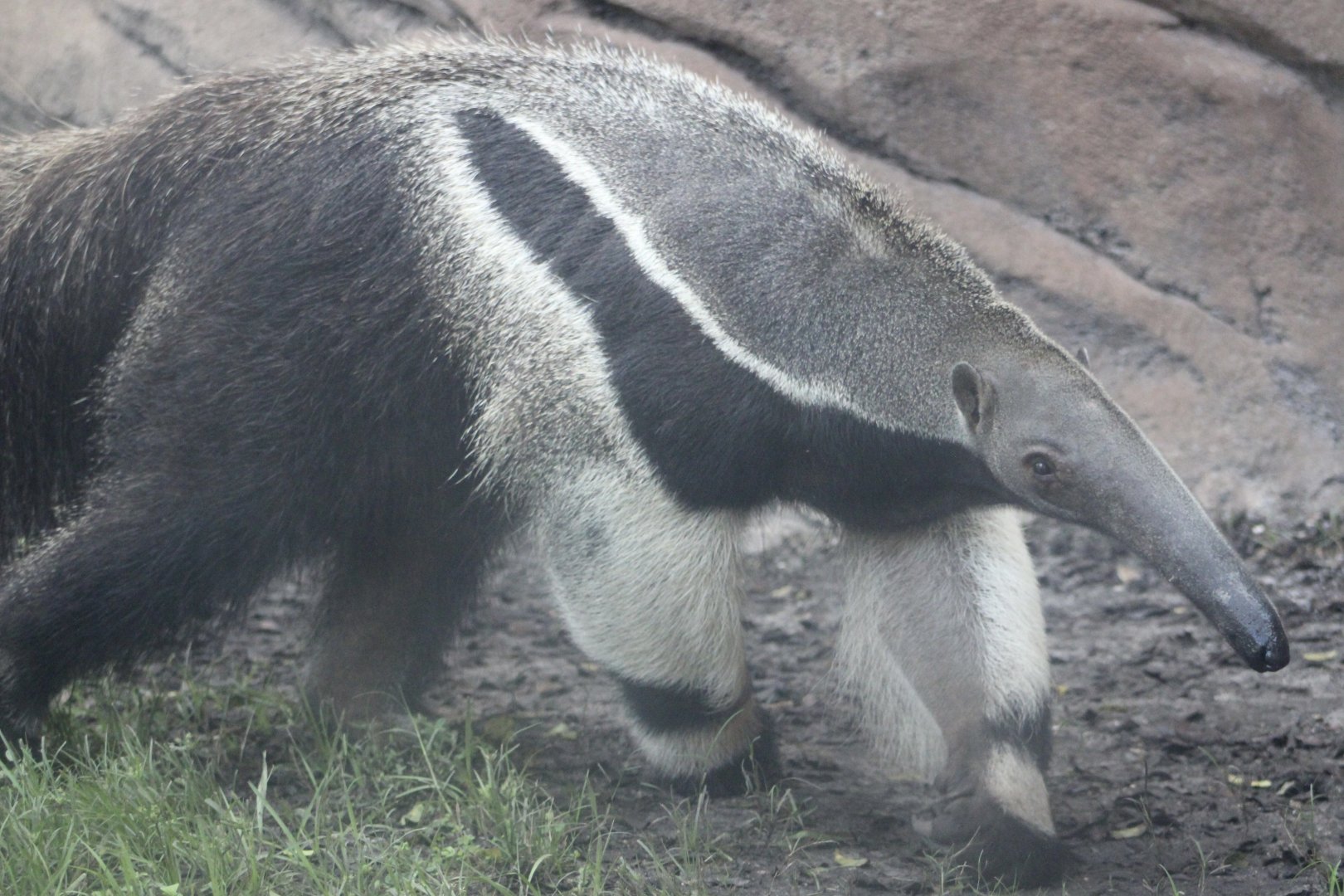 Giant Anteater (Myrmecophaga tridactyla)
