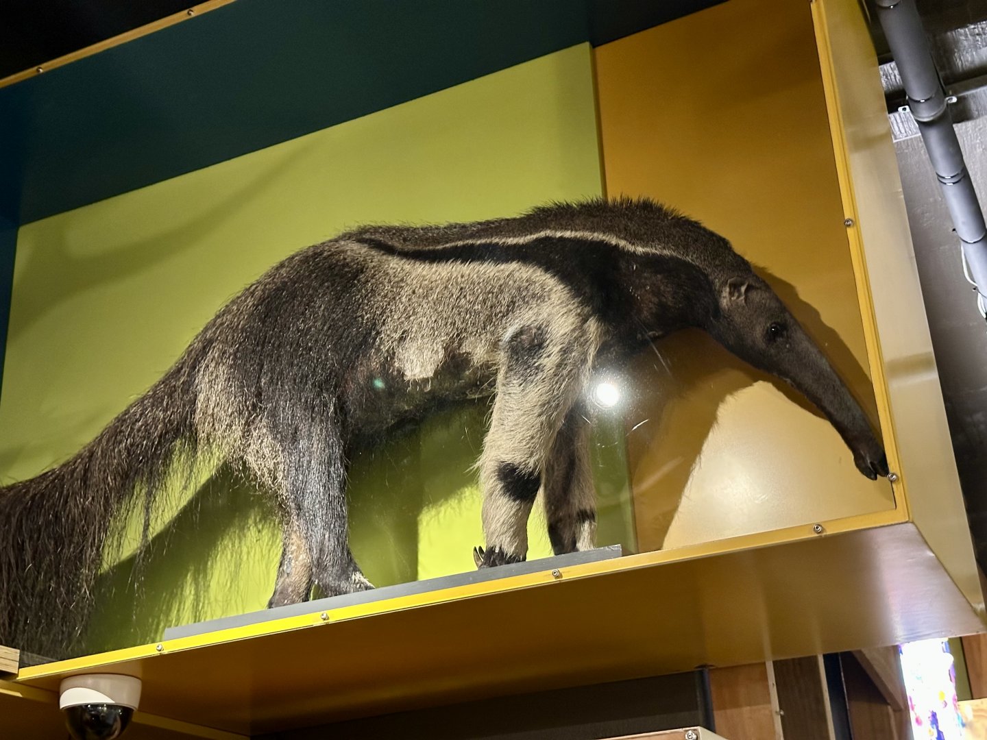 Giant anteater (Myrmecophaga tridactyla)