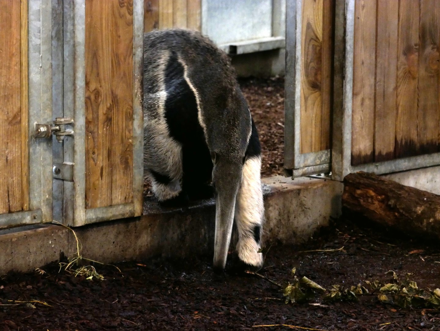 Giant anteater (Myrmecophaga tridactyla)