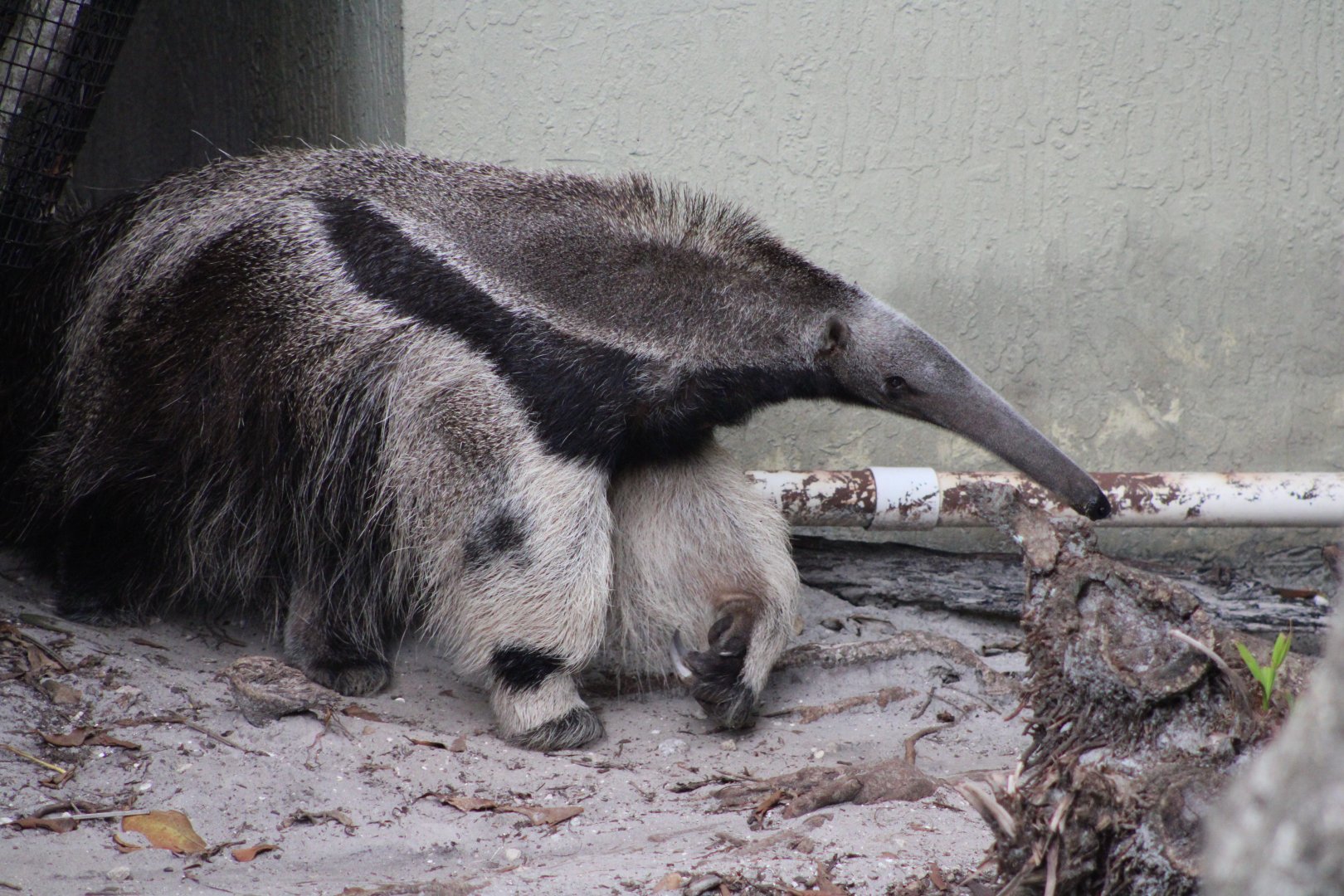 Giant Anteater (Myrmecophaga tridactyla)