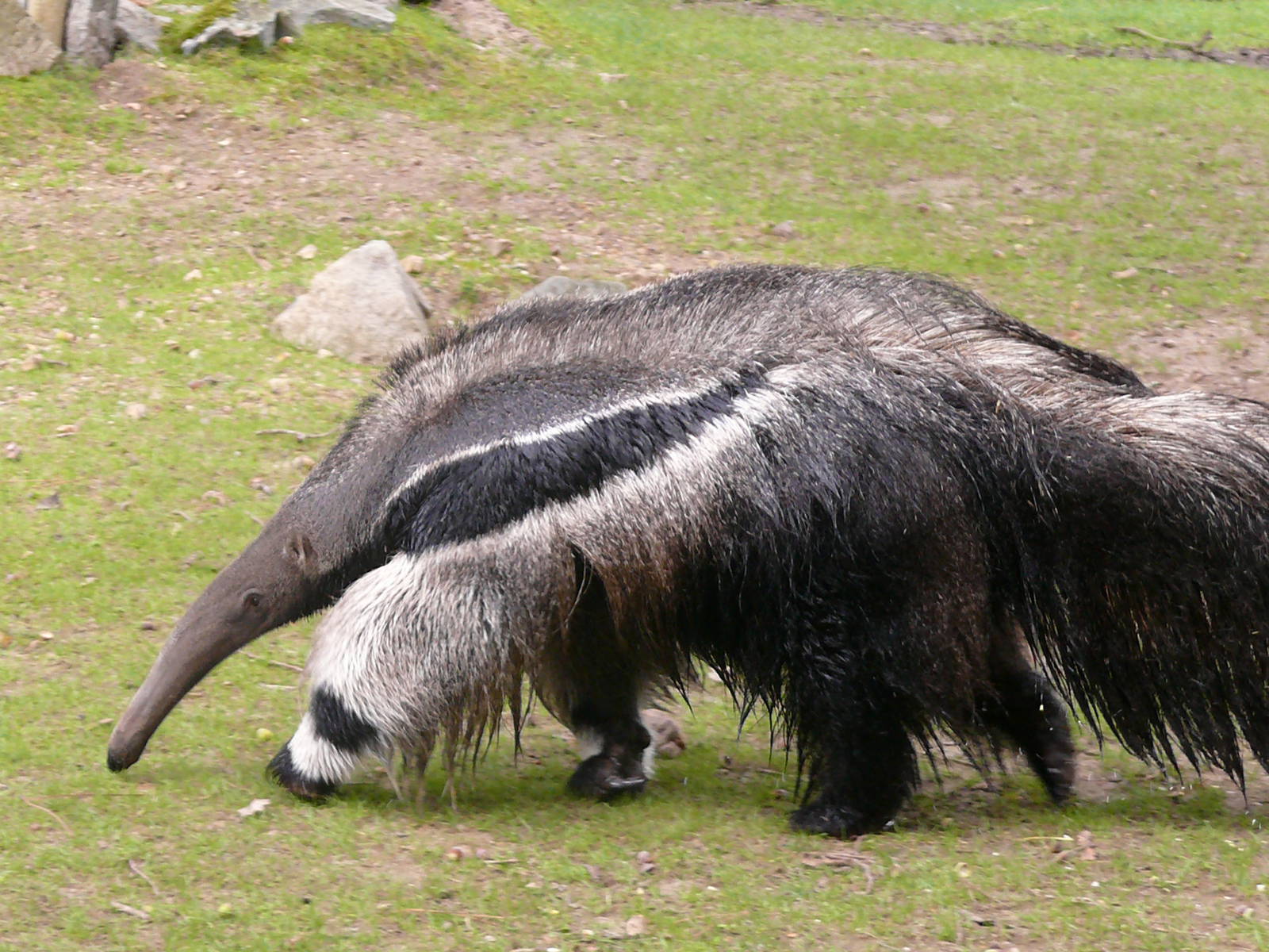 Giant anteater (Myrmecophaga trydactyla)