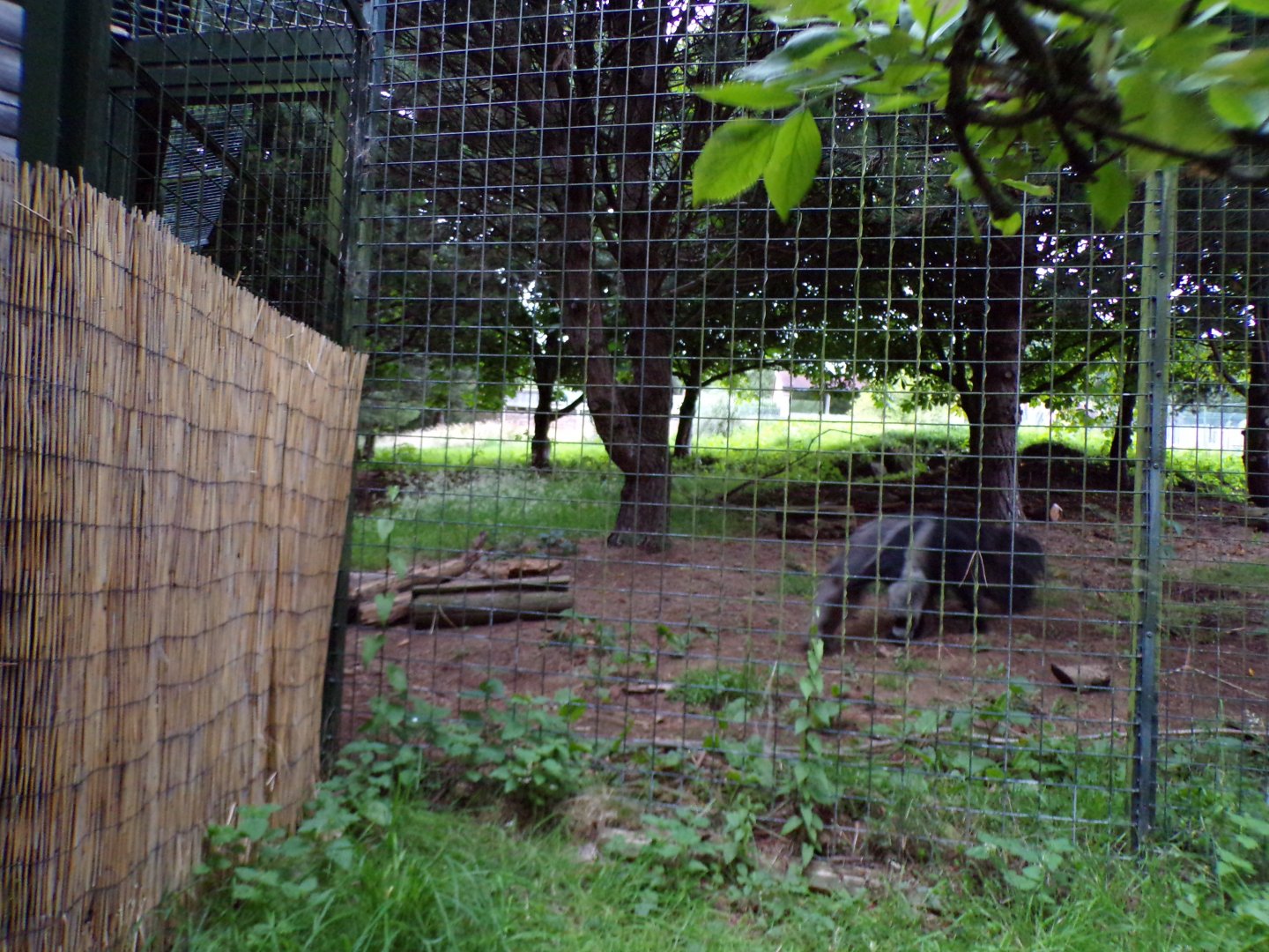 Giant anteater on the move in the evening 22.7.23