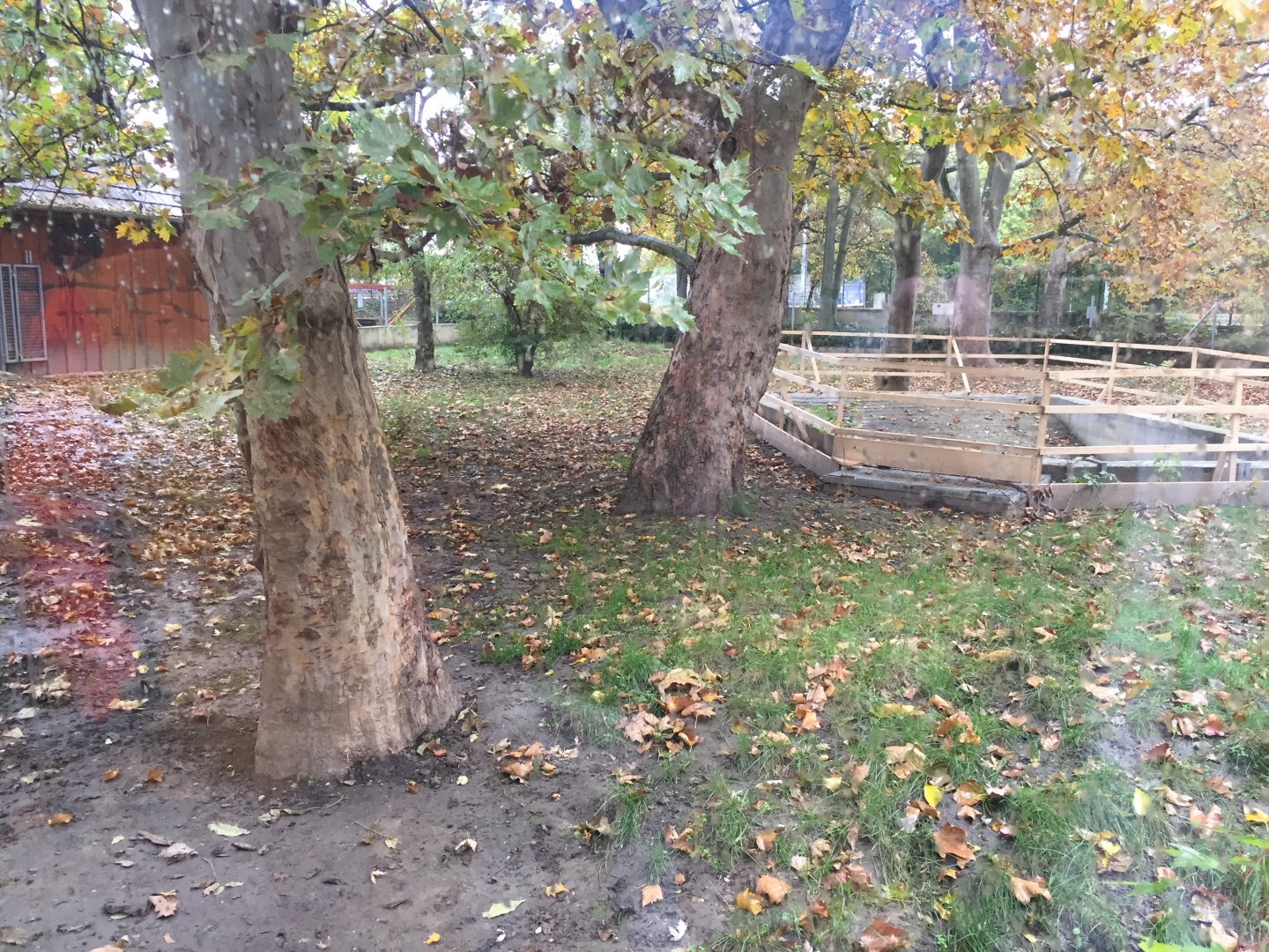 Giant anteater outdoor enclosure 10.2020.