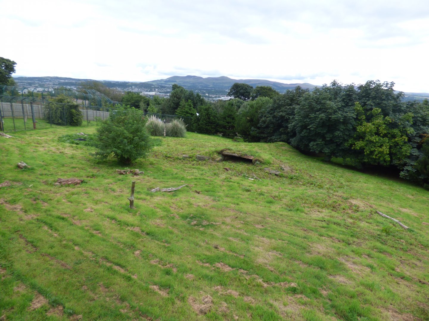 Giant Anteater outdoor enclosure
