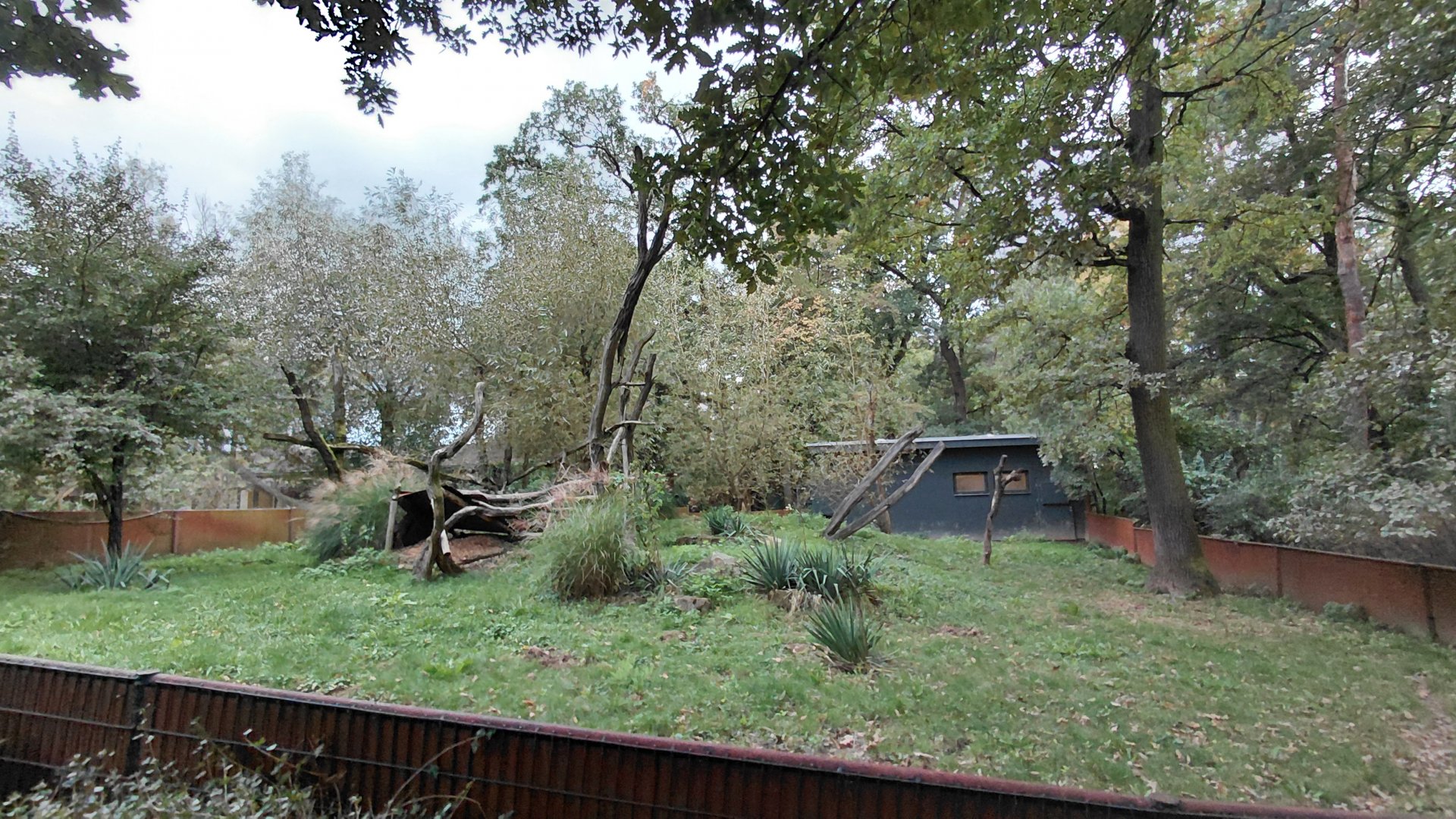 Giant anteater outdoor exhibit