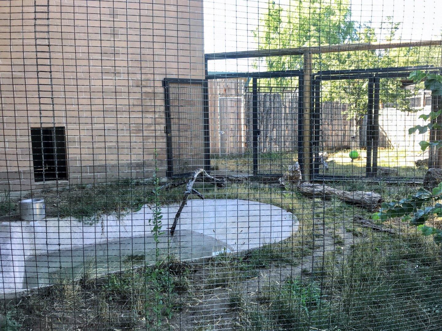 Giant Anteater Outdoor Yards