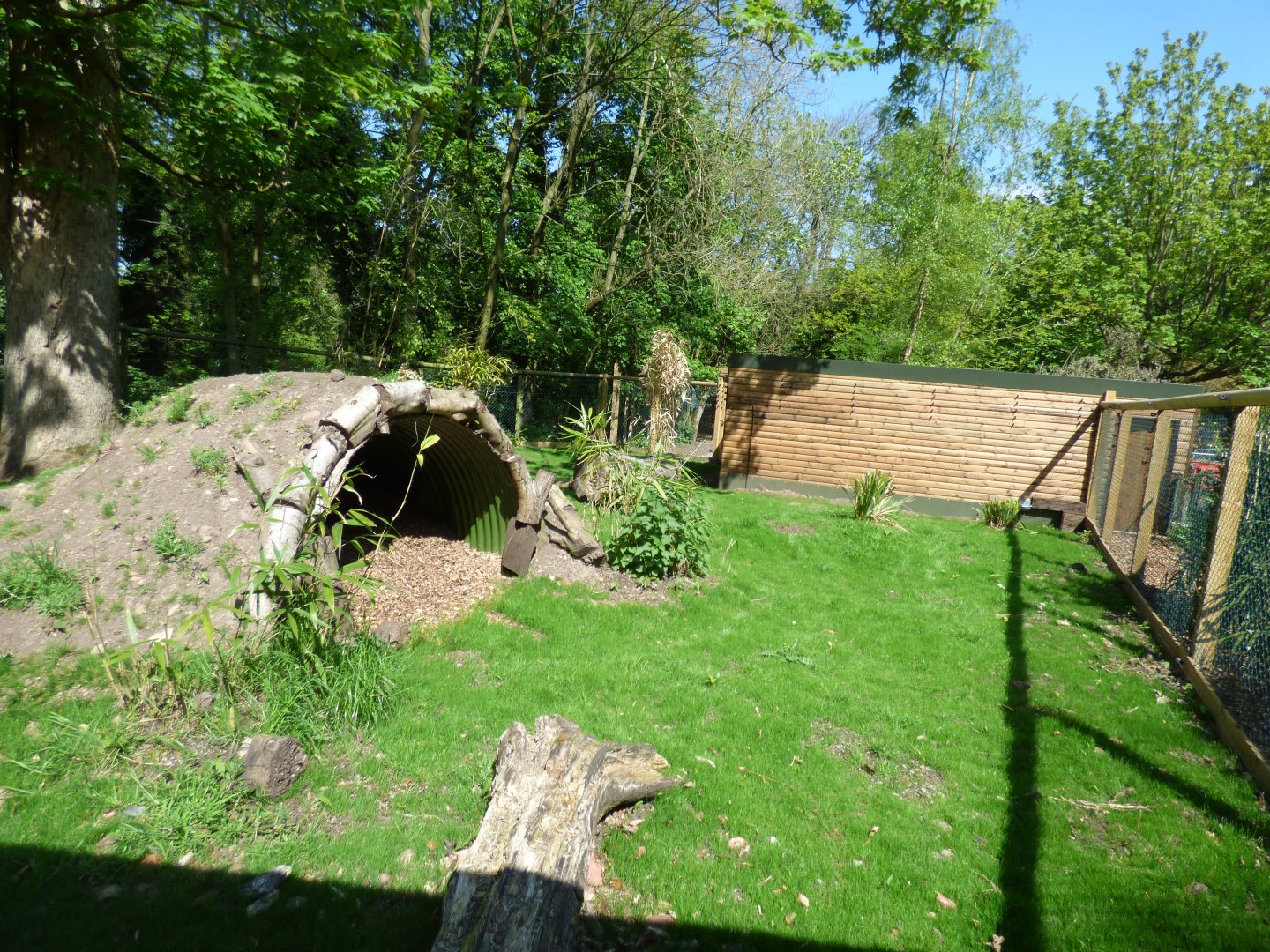 Giant Anteater Outdoors