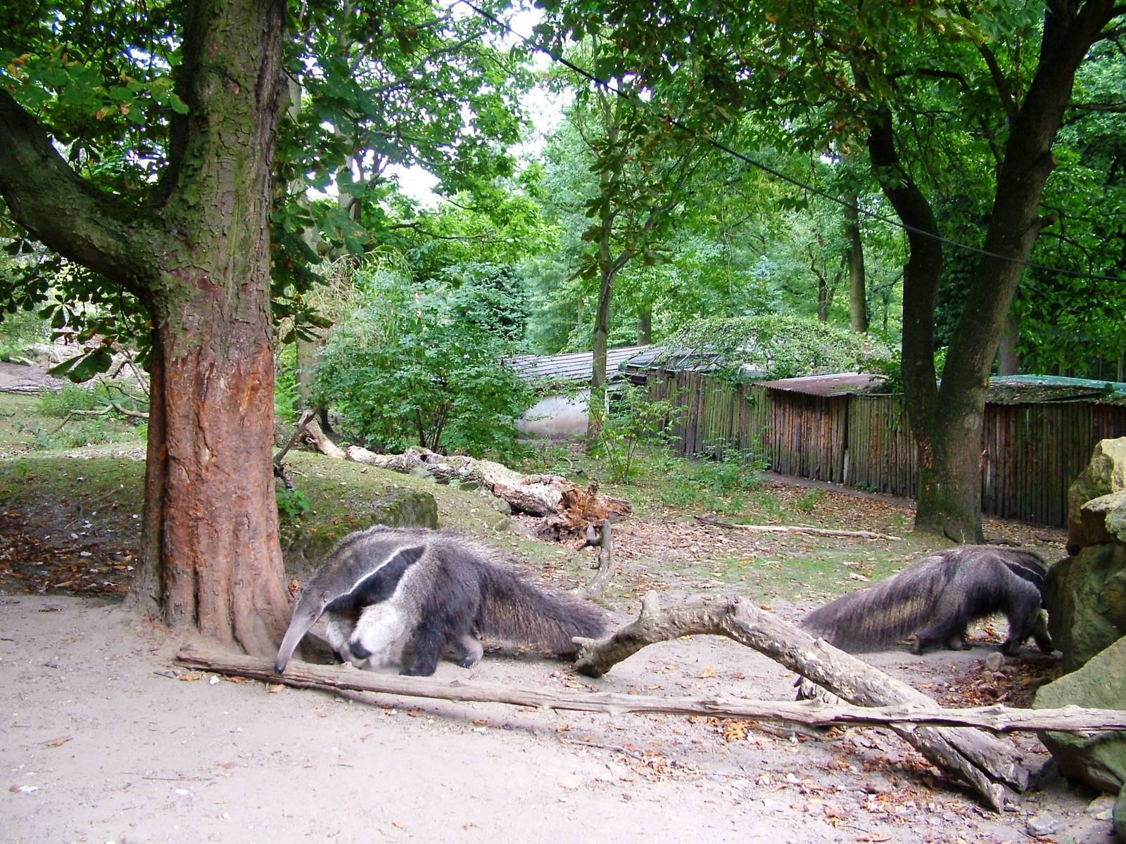 Giant Anteater Paddock at Decin, 28/08/12
