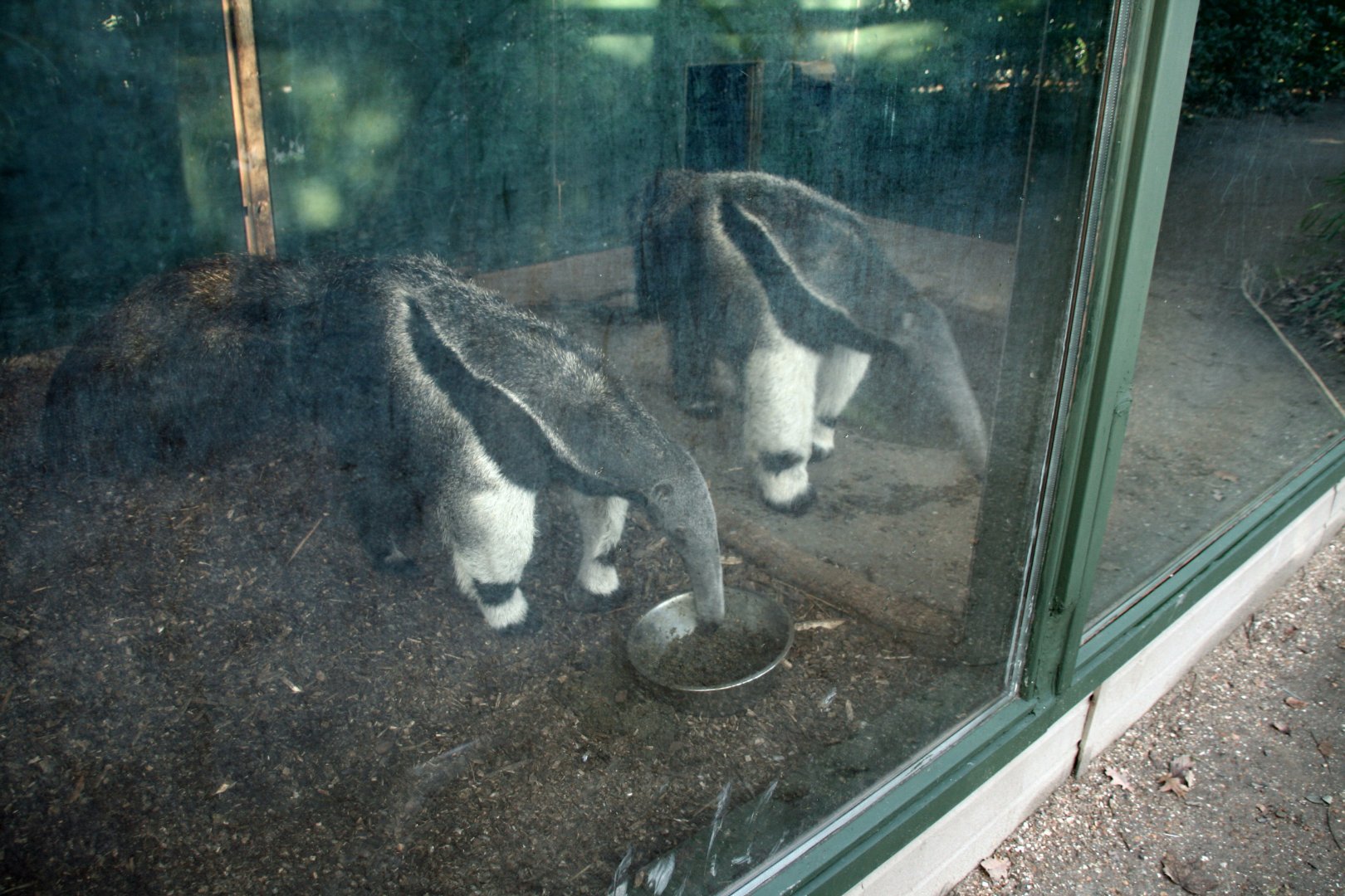 Giant anteater pair