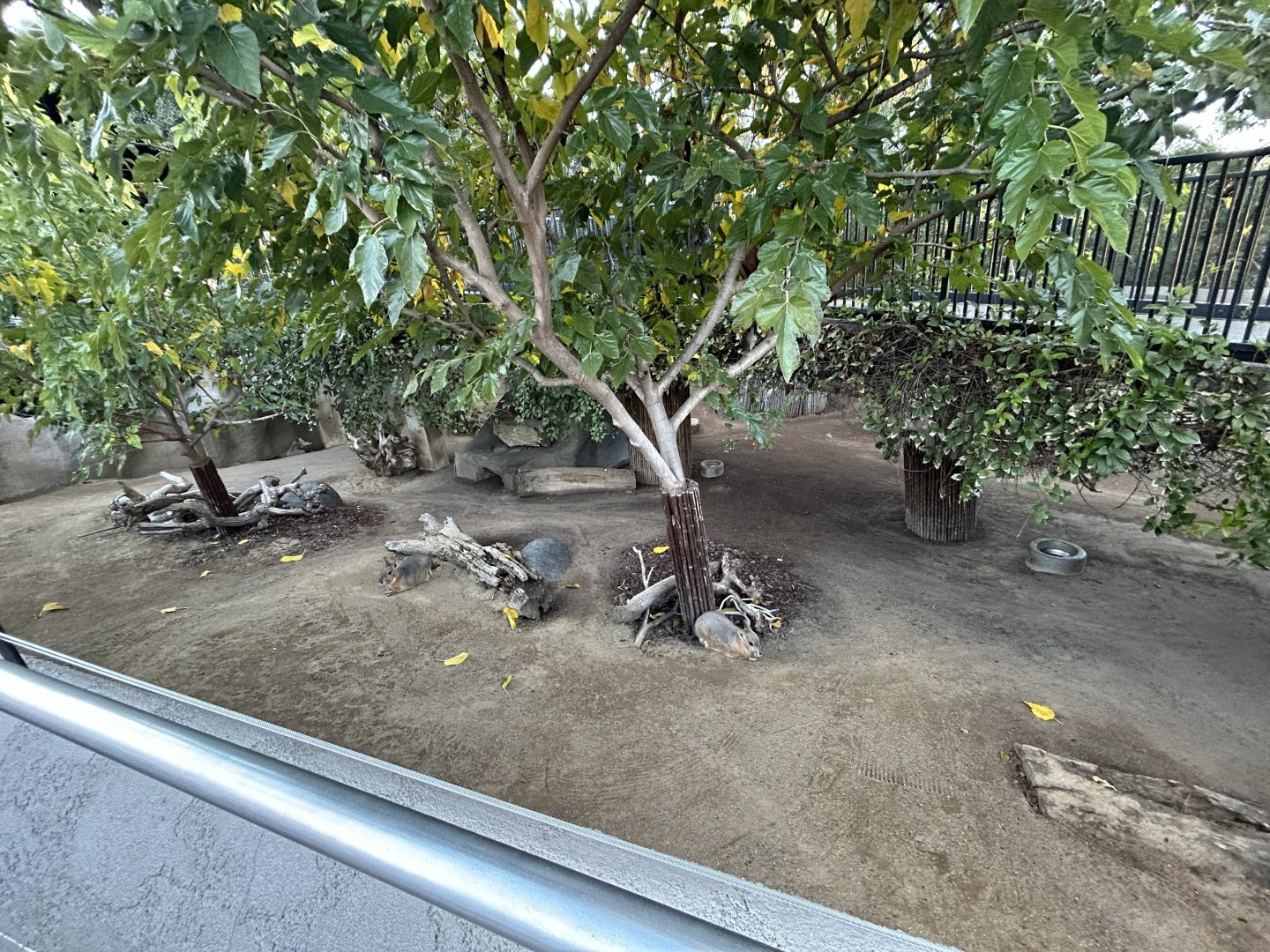 Giant Anteater & Patagonian Cavy Exhibit