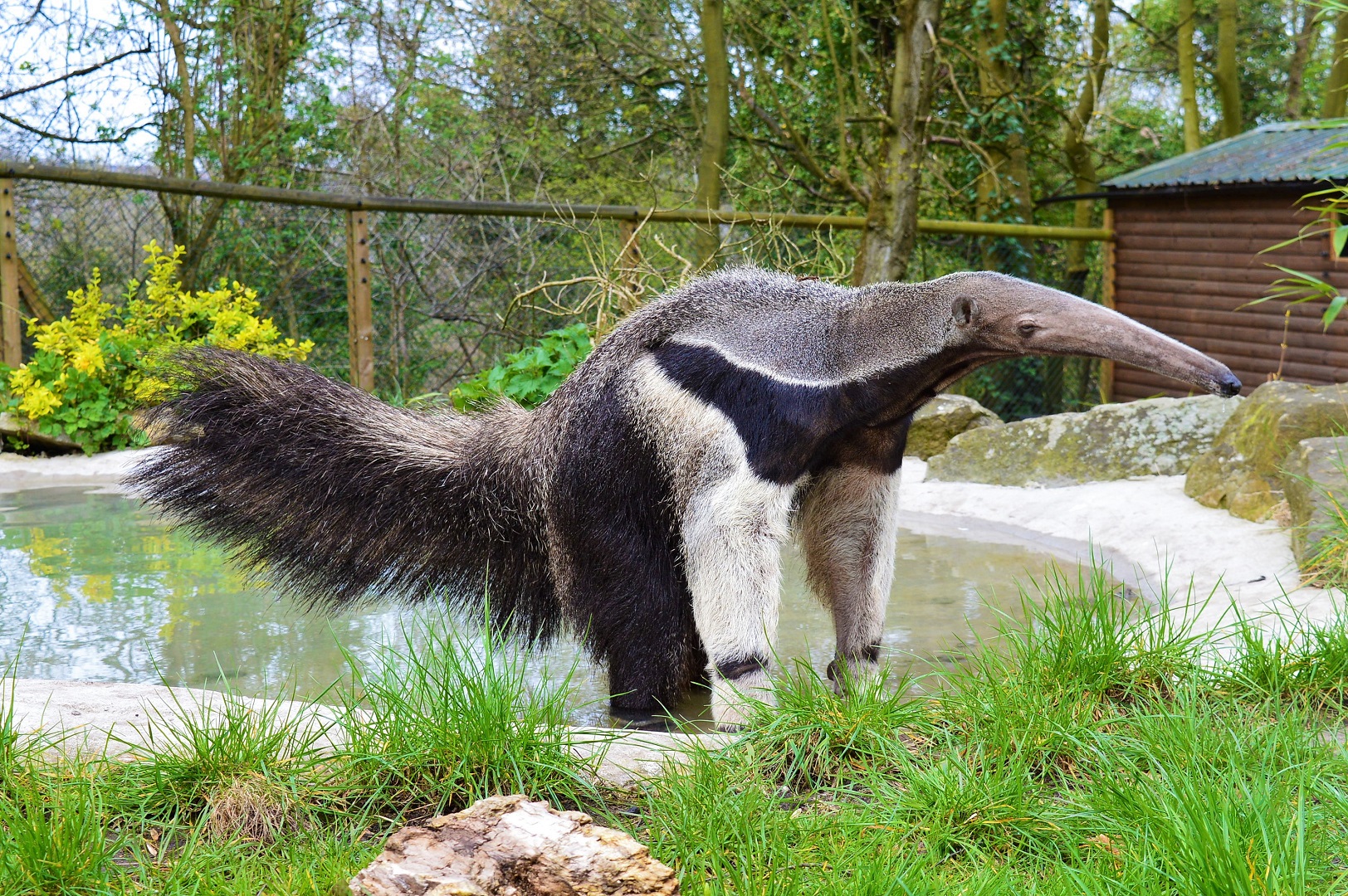 Giant Anteater poopin' in the pool