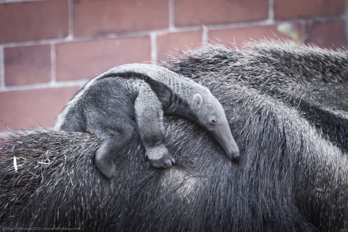 Giant Anteater Pup - 05/01/2013